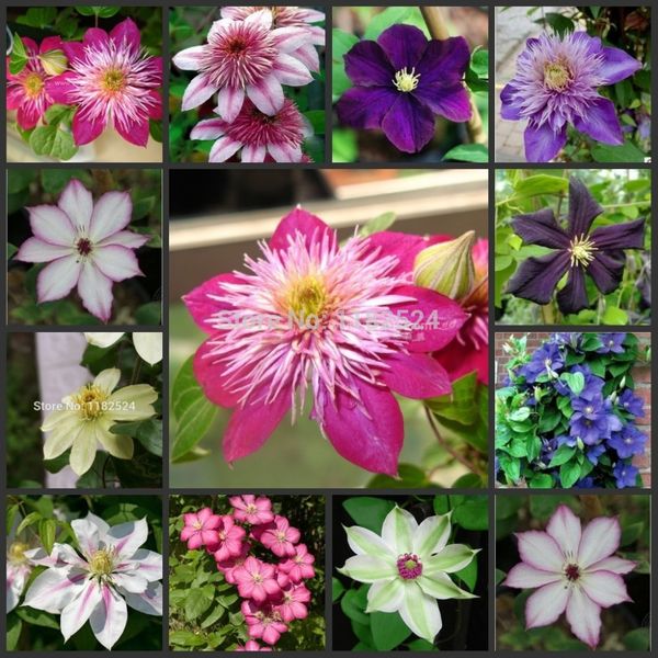 

100pcs 100% genuine clematis oobonsai flower f semillas