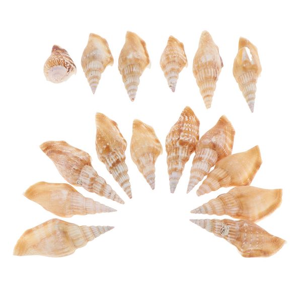 

100г diy бич морских корпус aquarium fish tank украшение seashell