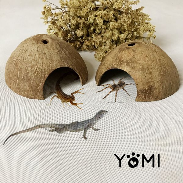 

tortoise spider scorpion lizard cerarys crawler small-sized pets coconut husk avoid house hide oneself cave nest