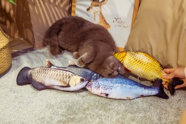 

имиаи лекѬиекой Ѭб плева кђкла, доман кока лбима ба Ѭба! 