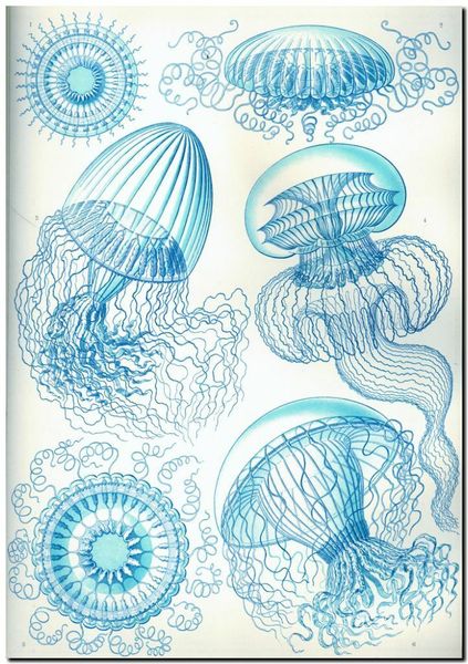 

ERNST HAECKEL Nouveau Blue Jelly Fish Home Decor Handpainted &HD Print Oil Painting On Canvas Wall Art Canvas Pictures 191118