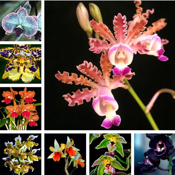 

100 шт. / пакет семена орхидеи, фаленопсис орхидеи семена цветов для домашнего сада