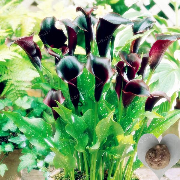 

2 луковицы калла цветок, true калла луковицы, символизирующий любовь, элегантный благородный цветок