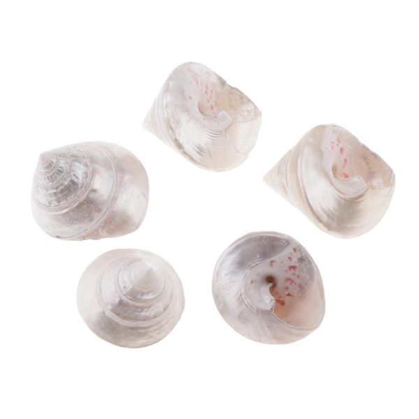 

5pcs aquarium fish tank natural landscape sea conch shell