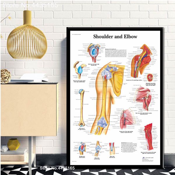 

new shoulder and elbow poster muscular system posters and prints human anatomy canvas painting wall art for room home decoration