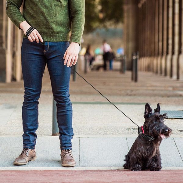 

2-in-1 lead leash dog collar durable animal walking leads retractable dog collars reflective traction rope