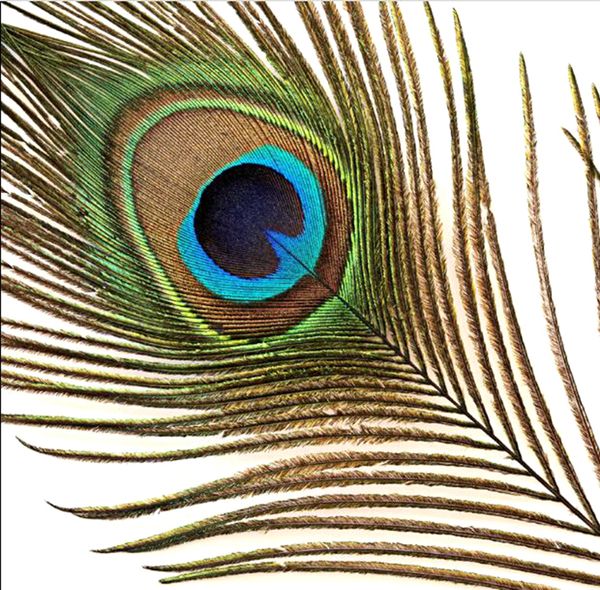 Peacock Feathers 80 90cm Natural Peacock Tail Feathers For Party