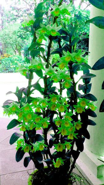 

Decorações de Jardim ymhqw