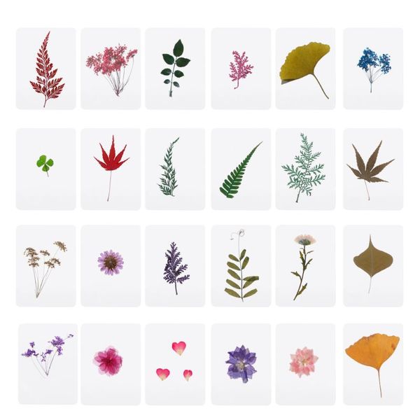 

mix pressed flower leaves plant specimen fillers for epoxy resin jewelry making