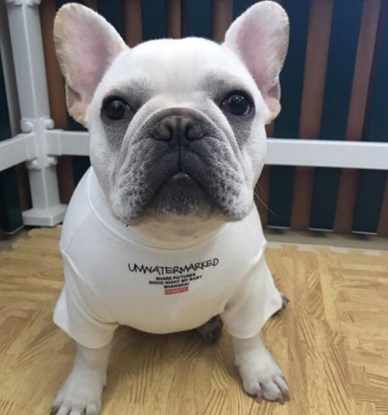 Haustier-Eltern-Kind-Kleidung, trendige Hundekleidung, Stierkampf-Druck-T-Shirt, Teddy, Schnauzer, Katzen-Set, Welpen-Baumwoll-T-Shirt im Großhandel