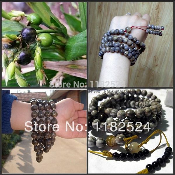 

job's tears coix lacryma-jobi grass beads s chinese traditional tear grass s