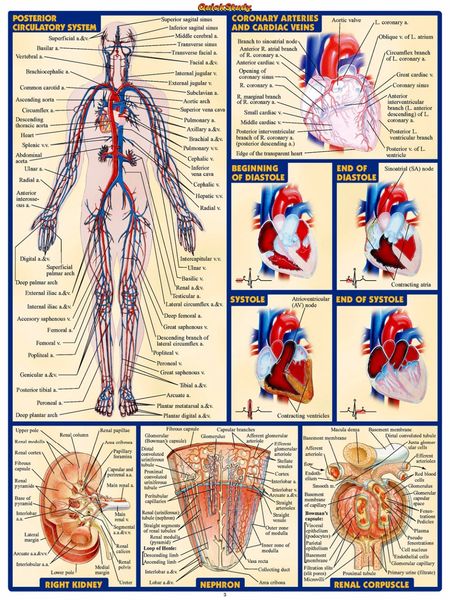 Cardiac Anatomy Chart