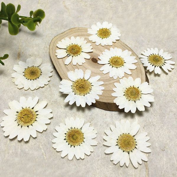 

flores dried pressed white chrysanthemum wedding decoration flower wholesale ent 1 pack / 30 pcs