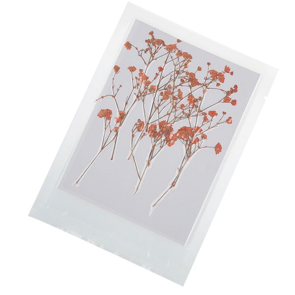 

12 штук спрессованных натуральных звездное небо цветы для diy ремесло скрапбукинга