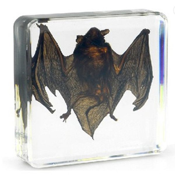 

Ciência & Descoberta bestspecimenshop