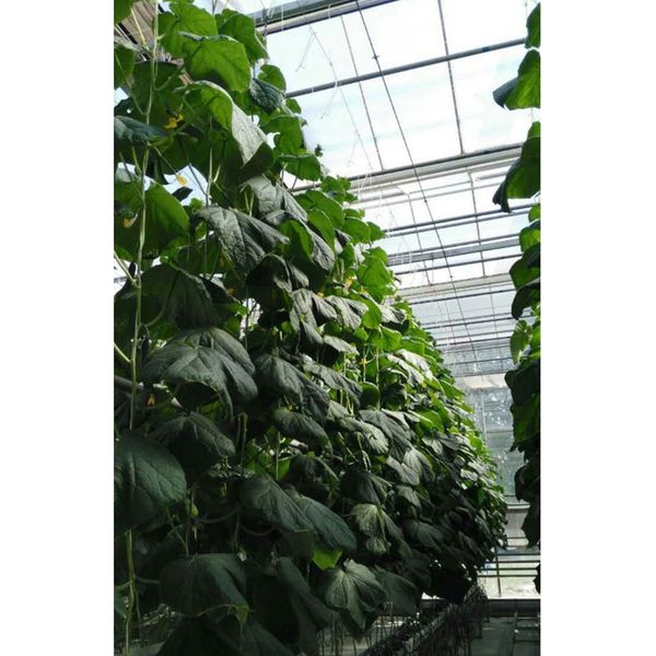 

50x garden tomato hooks support clips for planting cucumber fruit tomato