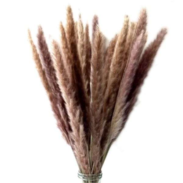 

60pcs natural dried pampas grass ,phragmites communis,reed plant,wedding flower bunch home decor diy flower matching pgraphy