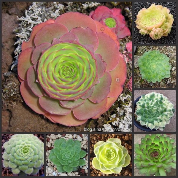 

100pcs fresh real aeonium tabuliforme oo- mingjing - succulent f