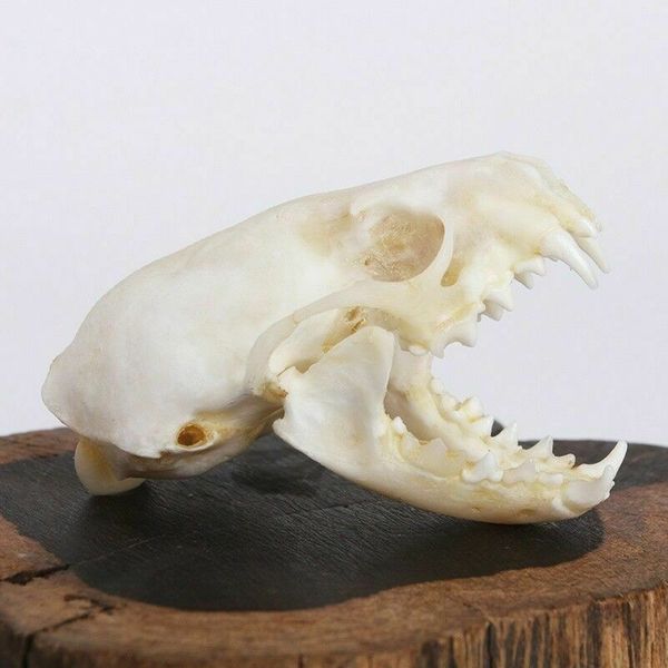 

реальный норка череп, прекрасные образцы животных, черепа подарки 6 * 3,5 см