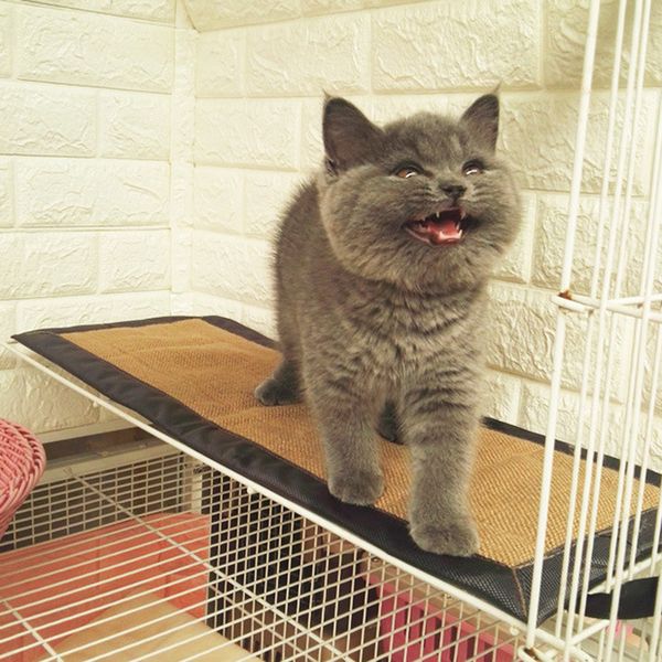 

cat hammock for cage,small / large sized