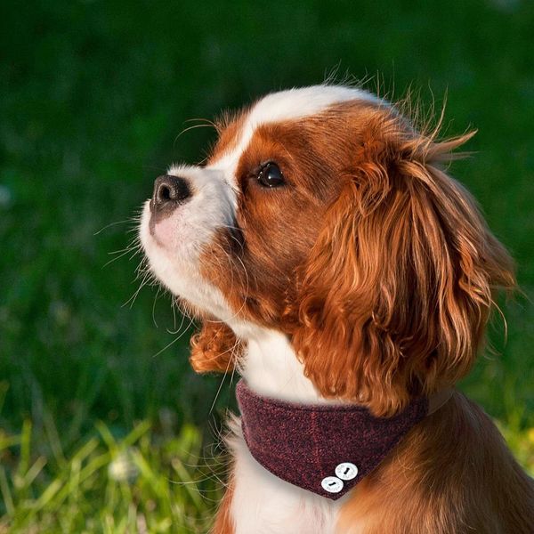 

dog collar leather pet bandana scarf british style cat dog collars for small dog puppy bandage bib accessories for chihuahua