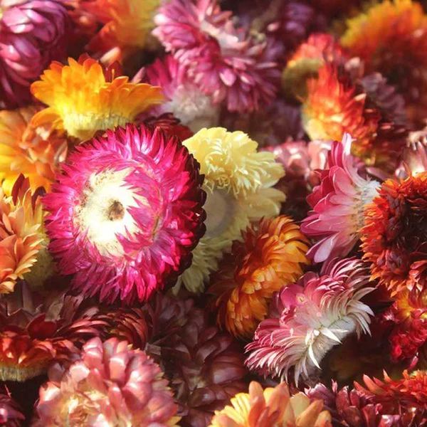 

100g/lot dried helichrysum ,nature sun flowers for craft bookmark gift card,diy flores secas facial phone p frame decor