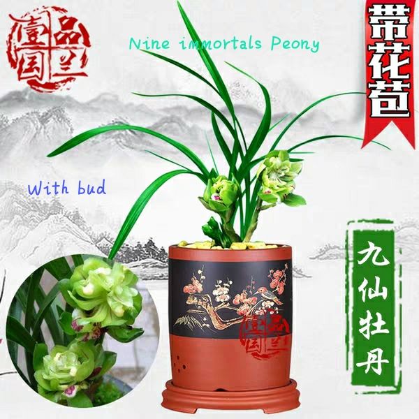 

в новую зиму он подходит для посадки редких саженцев орхидей с ароматными и редкими цветами