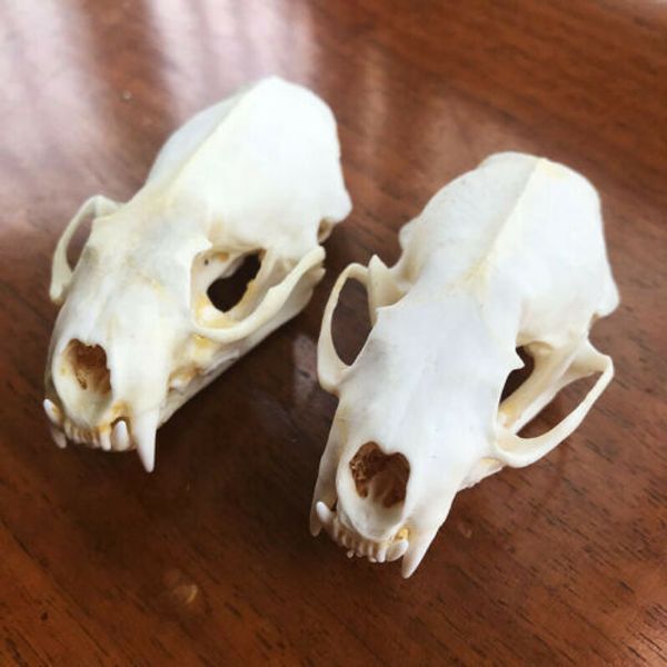 

2pcs real mink skulls, fine animal specimens, skull gifts medical research