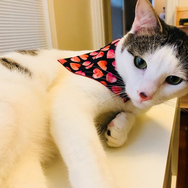 

новая мода pet банданы декоративного воротник для дня отдыха партии собаки шарф шейного моющегося валентина bibs