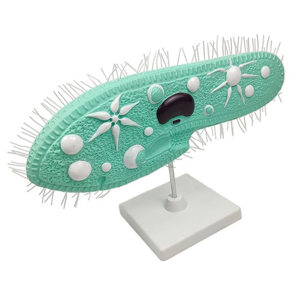 

paramecium model science classroom study display materials