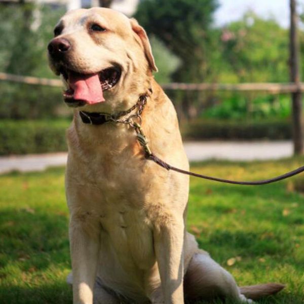 

stainless steel leather semi - controlled pet collar for large dogs