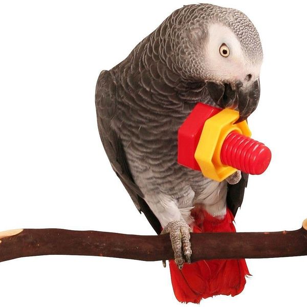 

tuba plastic bird toys screw toys parrot gnaw toys