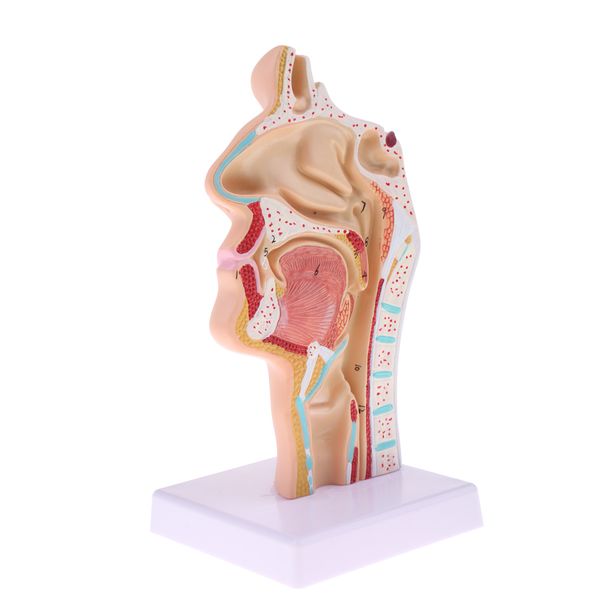 

1:1 human nasal cavity throat anatomy model for school anatomical study, lab demonstration models