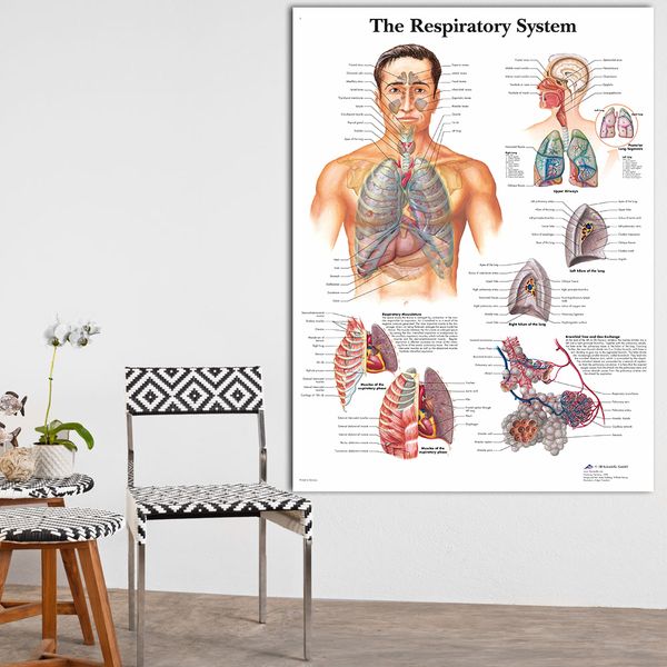 Medical Anatomy Charts