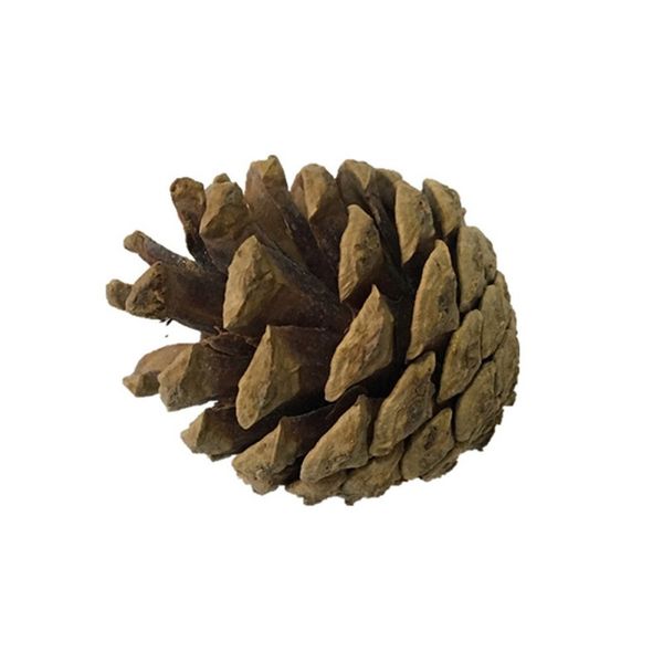 

natural wooden rabbits toys pine dumbells unicycle bell roller chew toys for guinea pigs rat small pet molars supplies qsk