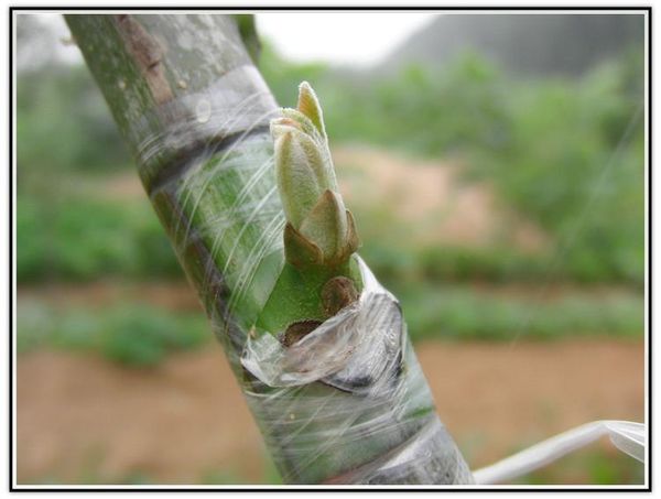 

glorystar eco-friendly grafting tape for garden branch strapping