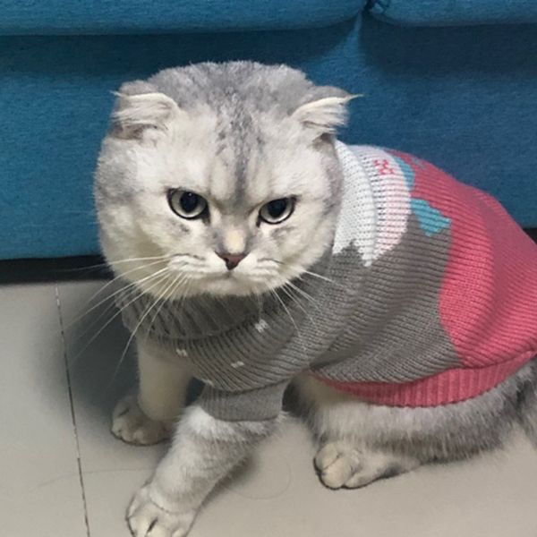

winter warm pet cat clothes cartoon cat sweater for cats kedi katten pullover pets clothing mascotas gotas costume vetement chat
