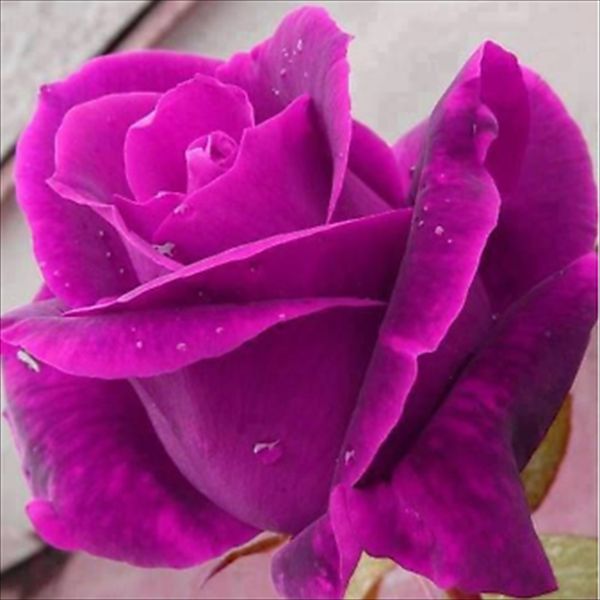Hot Purple Flower Seeds In Stock 2019 Great Bonsai Plant Perennial