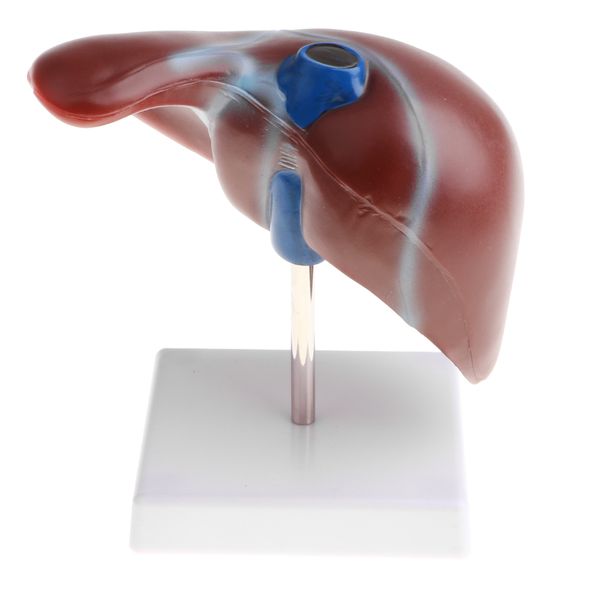 

1: 1 life-size anatomical model, human normal liver training aids classroom decoration, biology educational learning tool