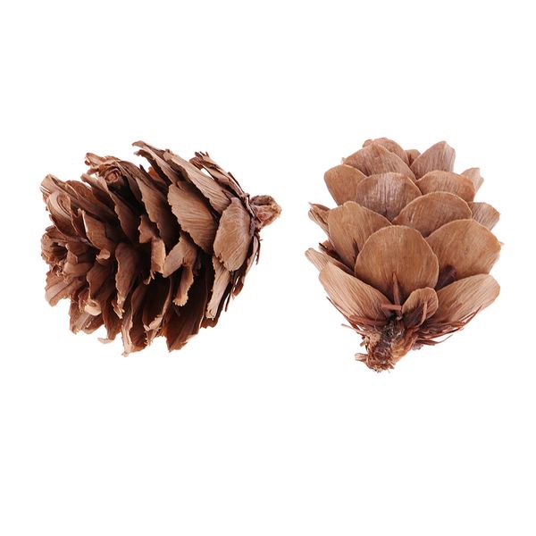 

magideal 30 pieces real natural pine cones decorative pinecone bauble xmas tree tree ers decoration home tabe decor
