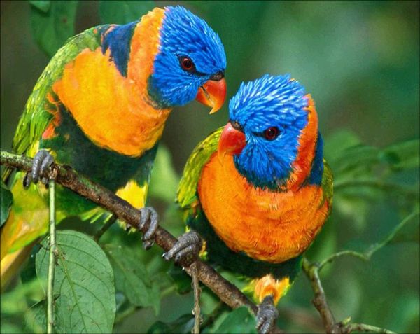

home decor diy 5d diamond painting cross stitch parrot mosaic diamond embroidery sewing pattern rhinestone gifts