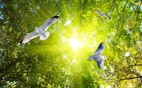 

modern 3d p wallpaper fantasy forest flying pigeon wall papers home interior decor living room ceiling lobby mural wallpaper