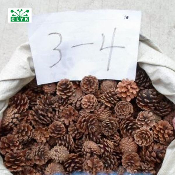 

naturally dried pine cones pinecone xmas new year holiday party decoration christmas decoration home supplies 3~4cm/5pcs