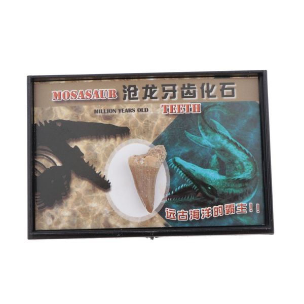 

collection of mosasaur teeth in acrylic discovered science animals dinosaur archeology