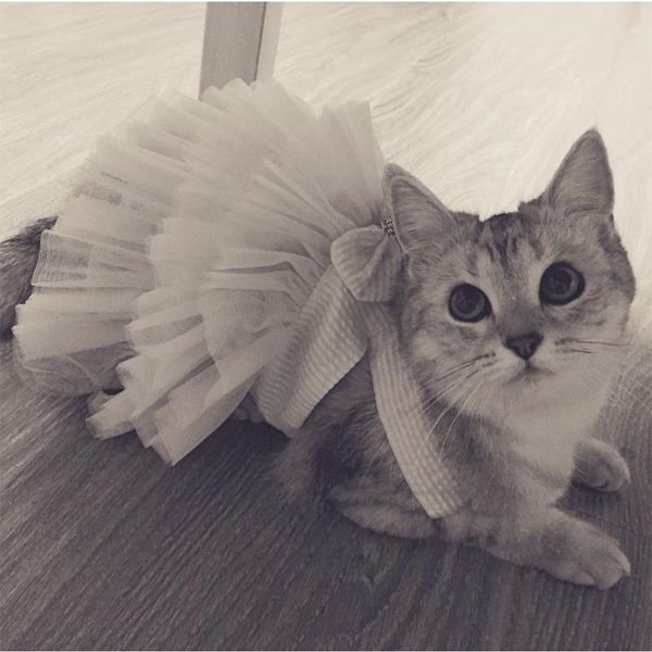 

cute pet dresses for dog cat clothes summer cat clothes puppy dress outfit summer skirt for dog clothing 20