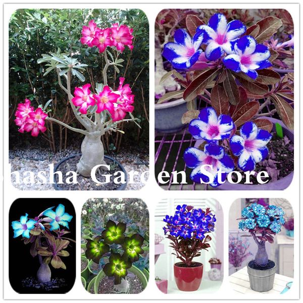 Compre 2 Unids Bolsa Color Raro Desierto Rosa Bonsai Flor Planta