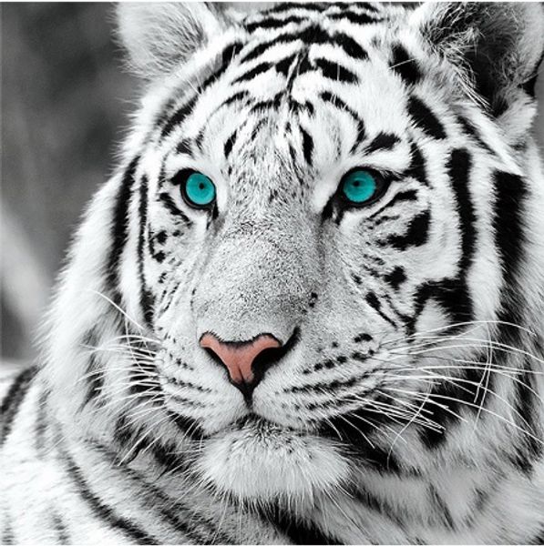 

full square/round drill 5d diy diamond painting kits "white tiger" cross stitch mosaic home decor crafts art experience toys gift