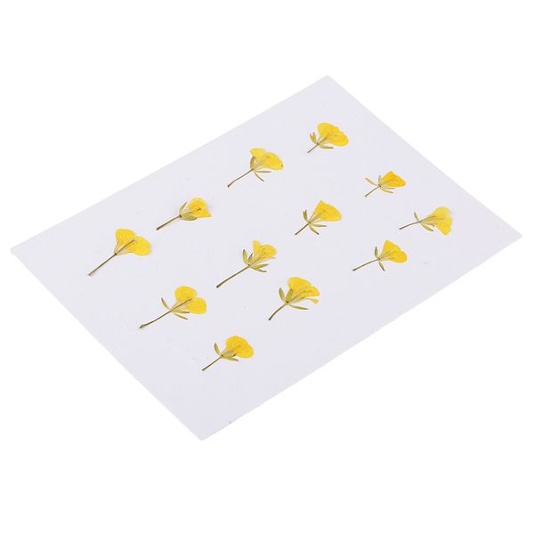 

12 pieces dried pressed rape flowers arrangements true plant specimens diy handmade materials