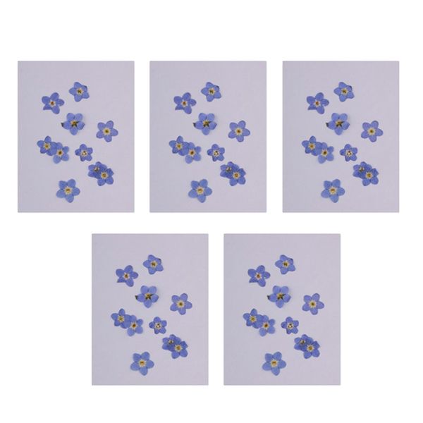 

50 штук сушеных цветов натуральные прессованные цветы для художественного ремесла