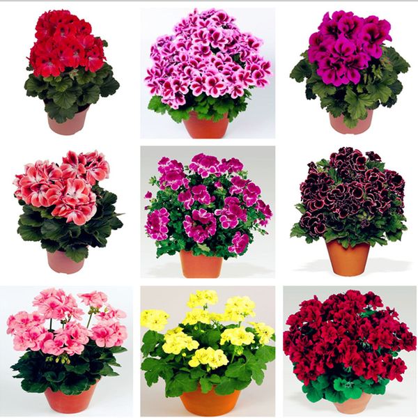 

Decorações de Jardim ymhqw